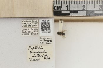 Media type: image;   Entomology 792385 Aspect: Labels